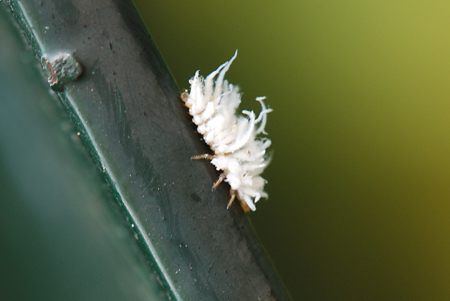 Ninfa di Metcalfa pruinosa?.....non proprio